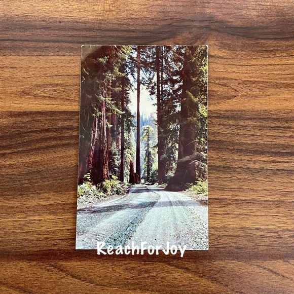 Vintage Postcard Lot 1950s California Giant Redwoods Sequoia Sempervirens Avenue - Picture 5 of 9